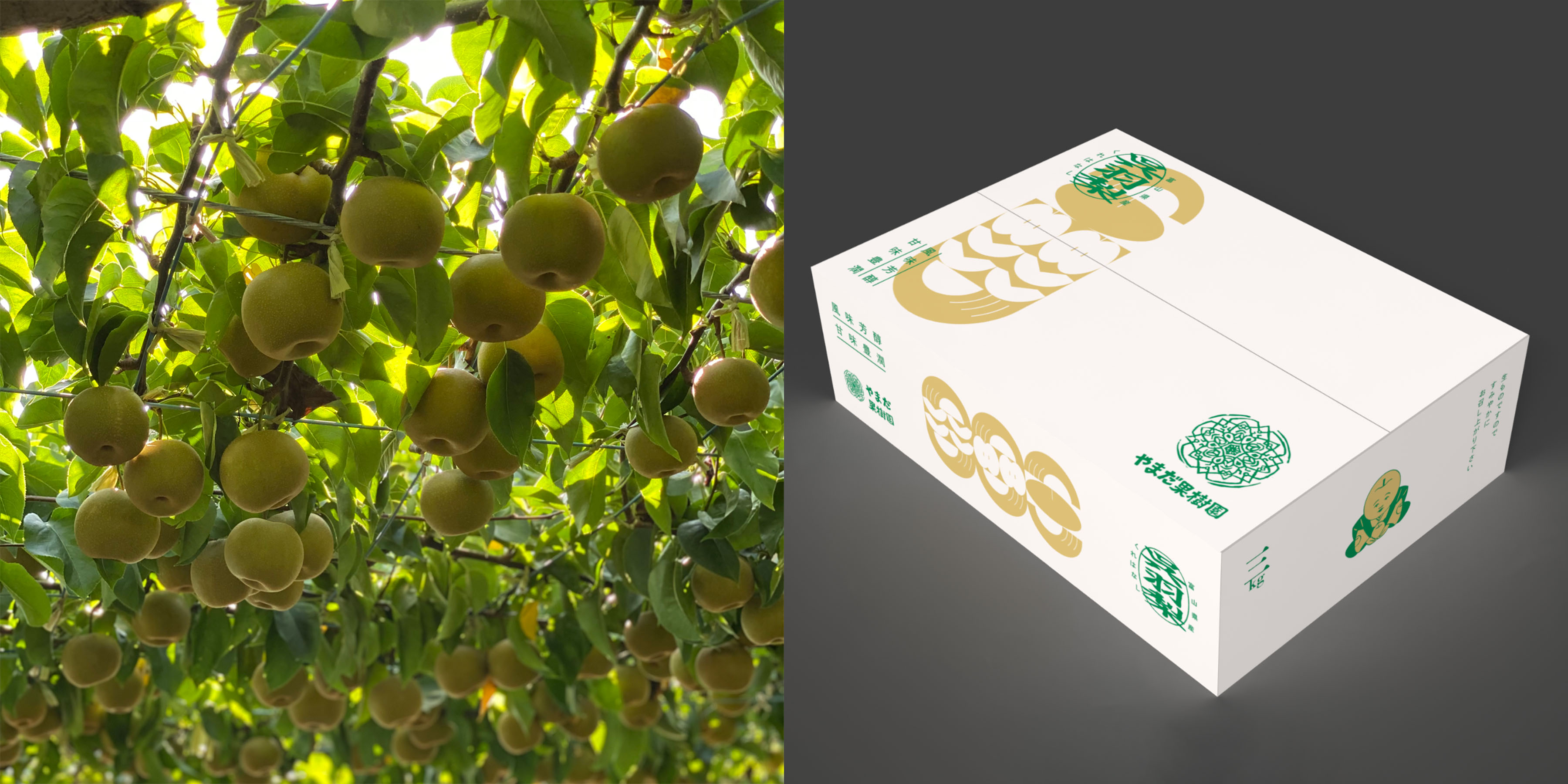 呉羽梨 幸水 5kg 期間B | D&DEPARTMENT